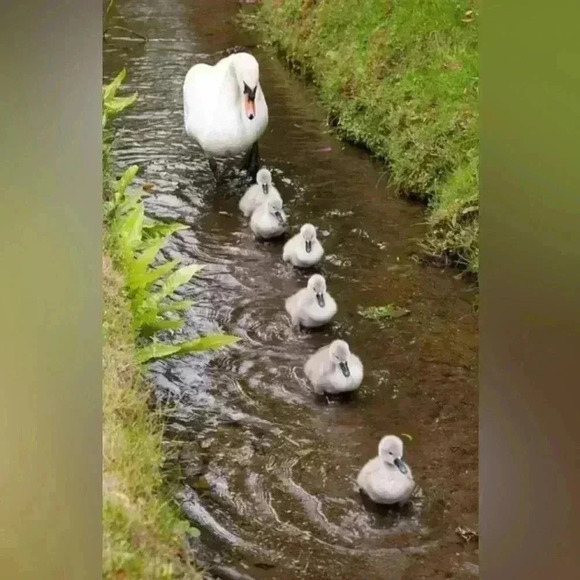 🆕2 Piece Swimsuit, removable pads &  adjustable straps. - Picture 9 of 15